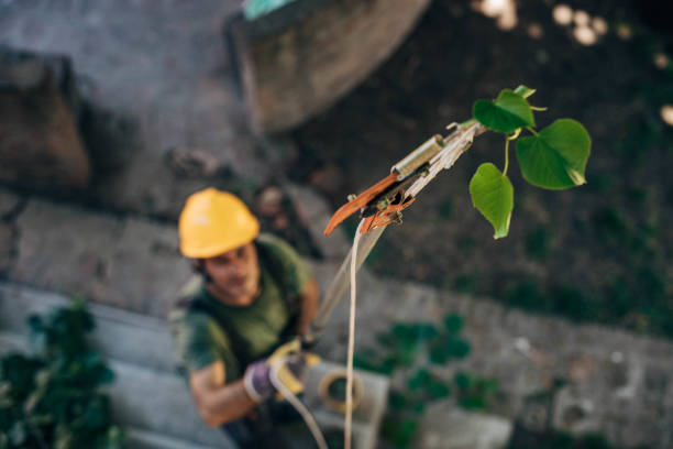 Tree Removal for Businesses in Proctor, MN